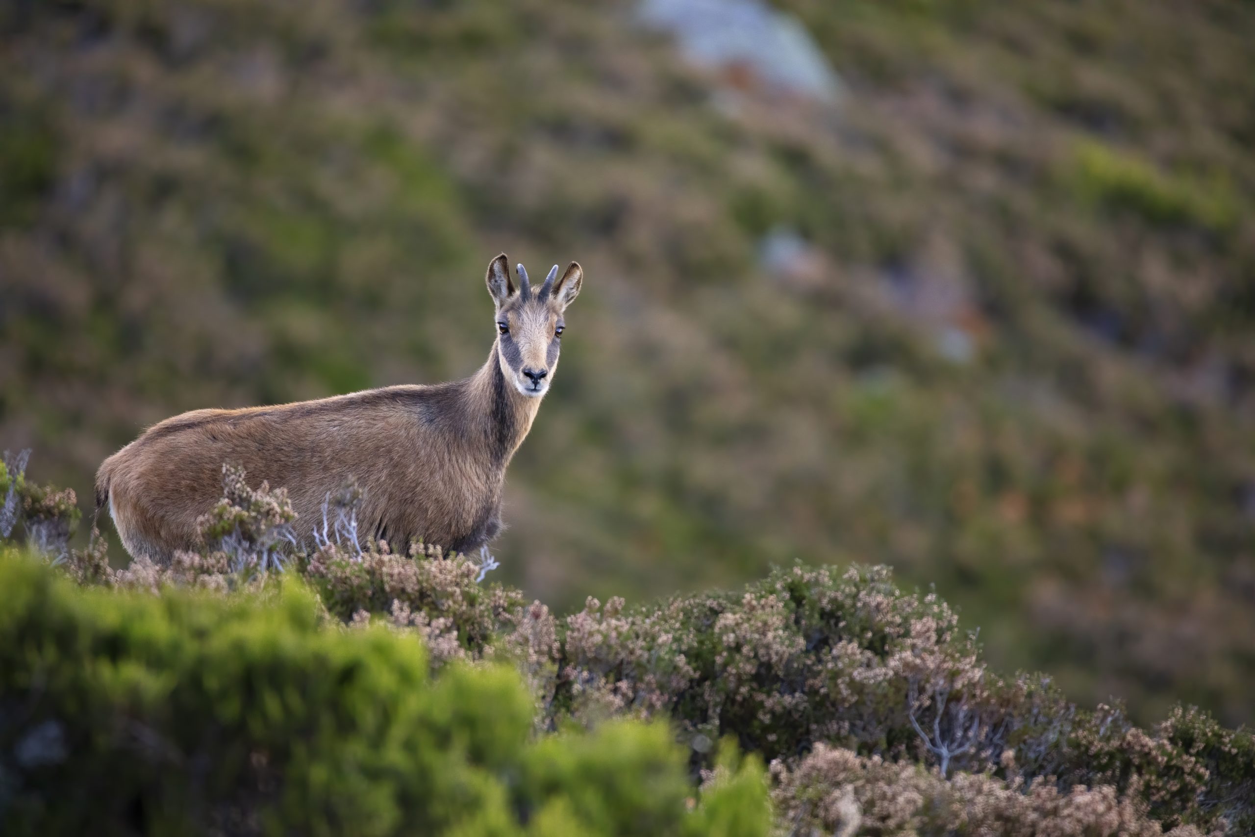 Closeup Shot Of A Chamois In Summer Mountains