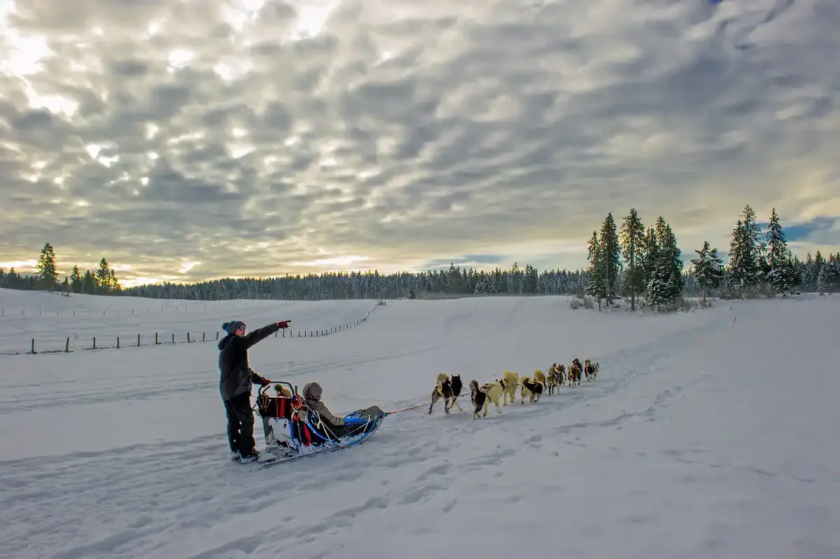 chiens-de-traineau-massif-du-jura