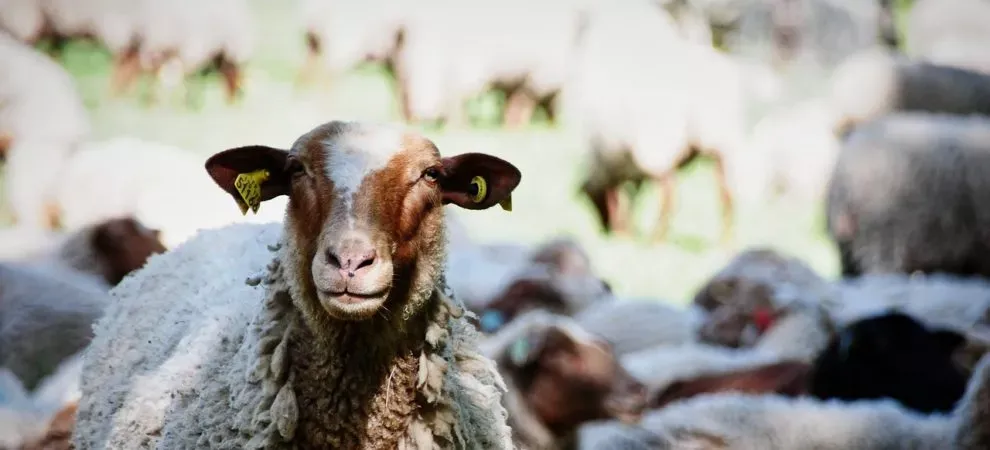 Fête de la Transhumance à Saint-Etienne-de-Tinée