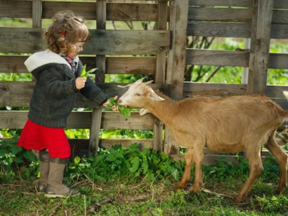 Classe découverte dans les Alpes