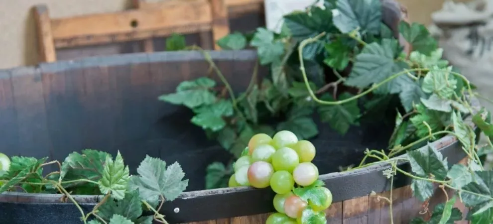 Voyage dans le vignoble de Nantes