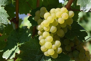 Gout Terroir Alsace Patrimoine Decouverte Munster Vin Muscat D'alsace