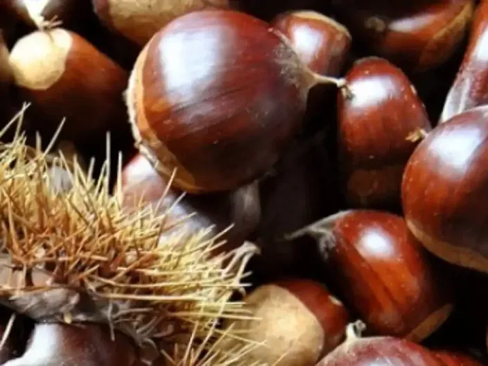 La châtaigne d’Ardèche