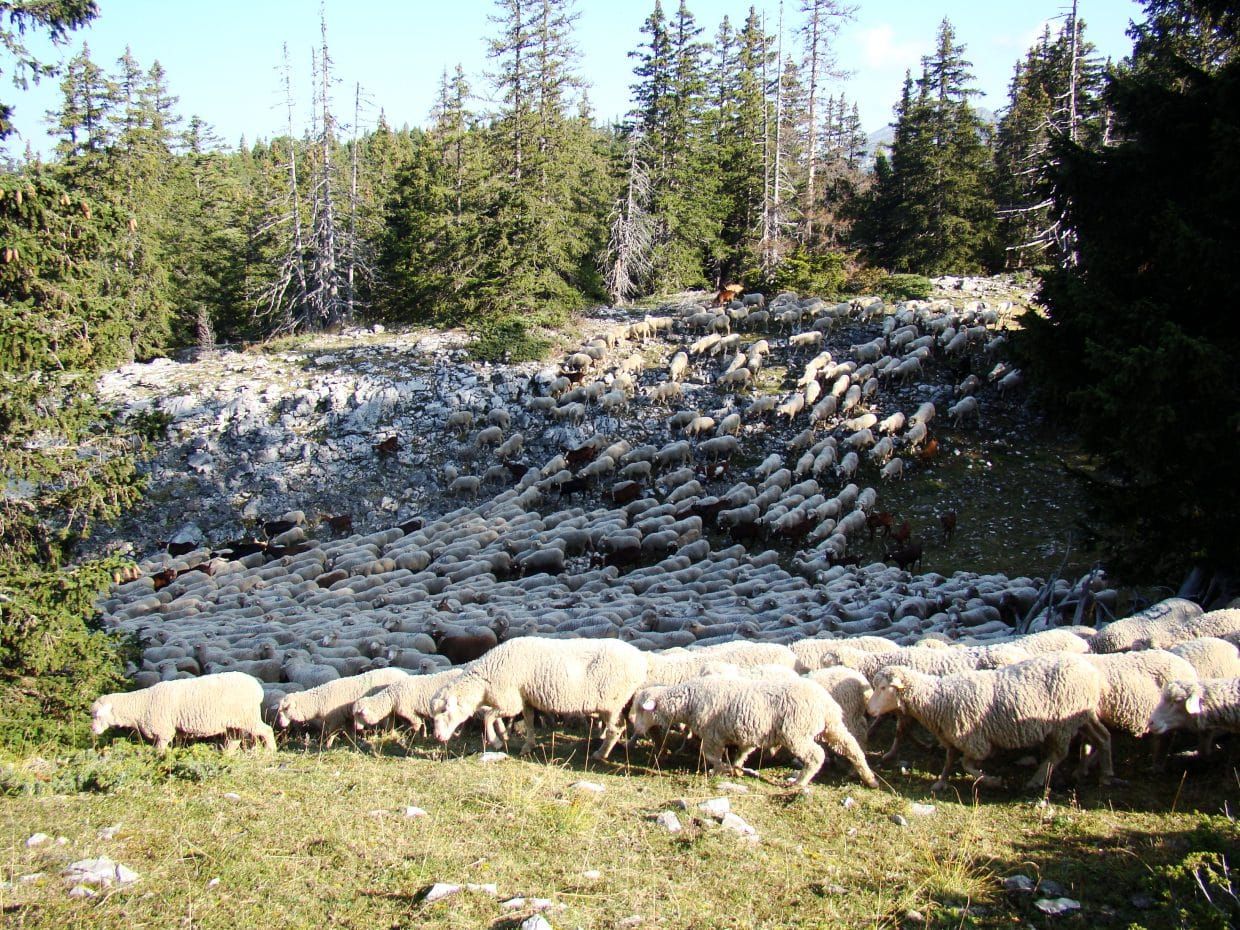 Auberge du Tetras Lyre