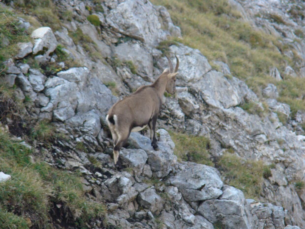 Auberge du Tetras Lyre 2024 - chamoix