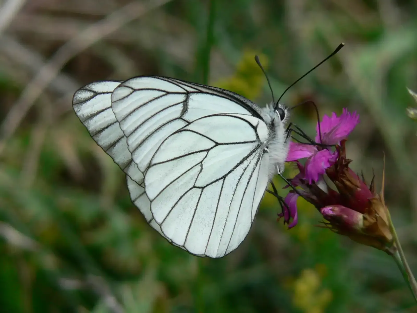 Ete Chasseur Cueilleur La cordillère des anges