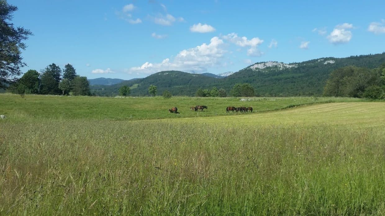 Auberge du Tetras Lyre 2024 - Vue chevaux