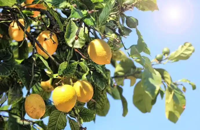 Citron Visites en images