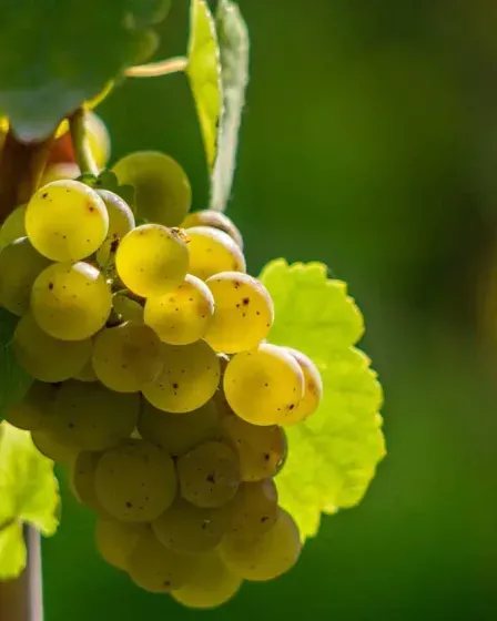 Villages vacances dans le Grand Est