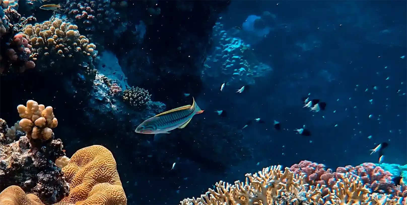 Réserve Naturelle Marine De La Réunion