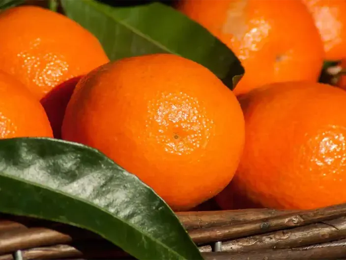 Clémentine de Corse