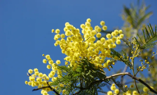 Mimosas en fleurs
