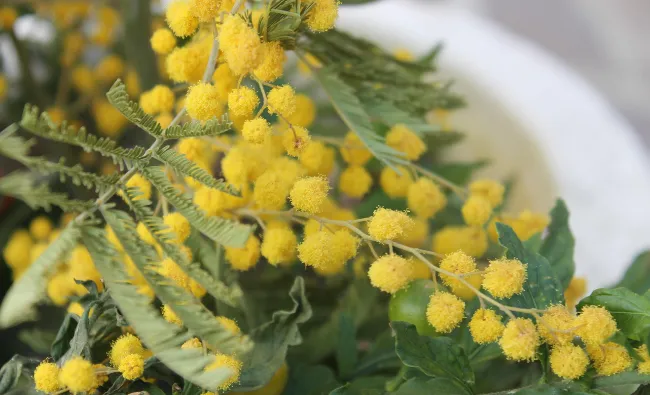 Mimosas en fleurs