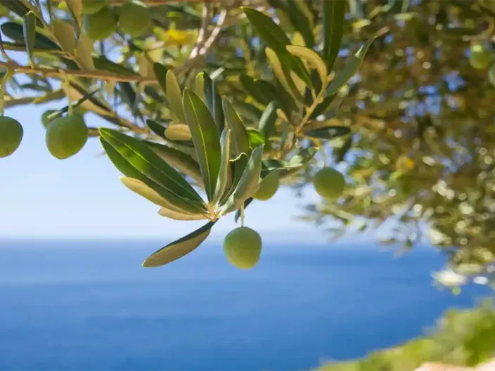 Gastronomie sur la côte d’Azur