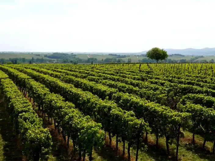 La Route des vins des Côtes du Rhône