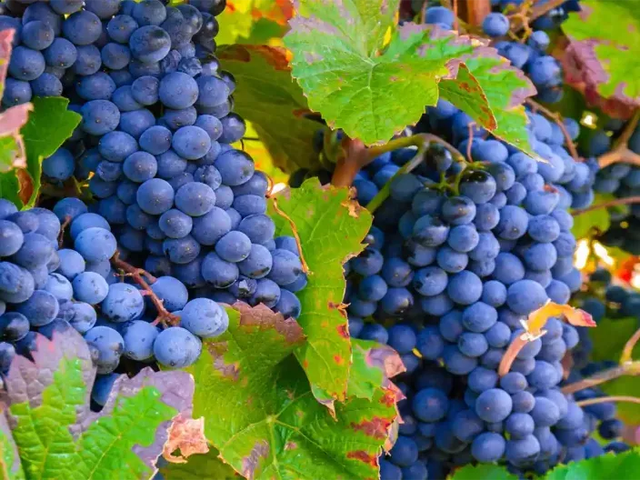 Les vignes du bordelais