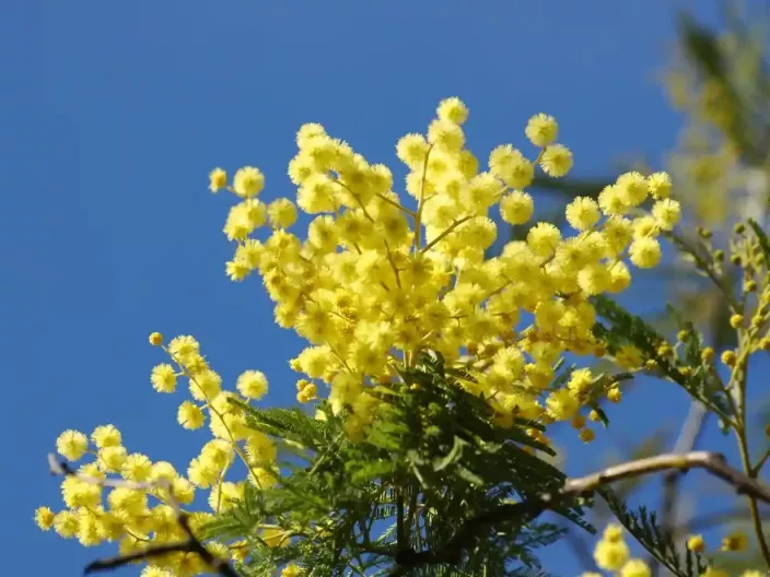 Mimosas en fleurs 
