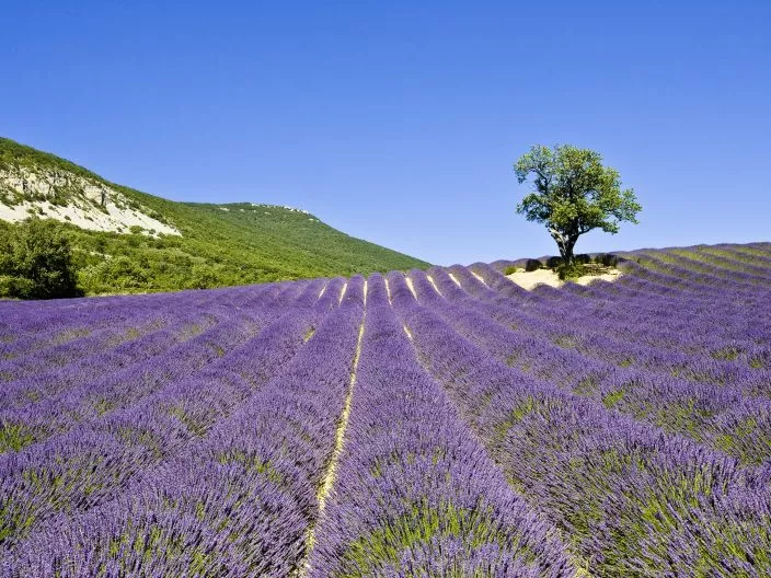 La Scourtinerie (Nyons)