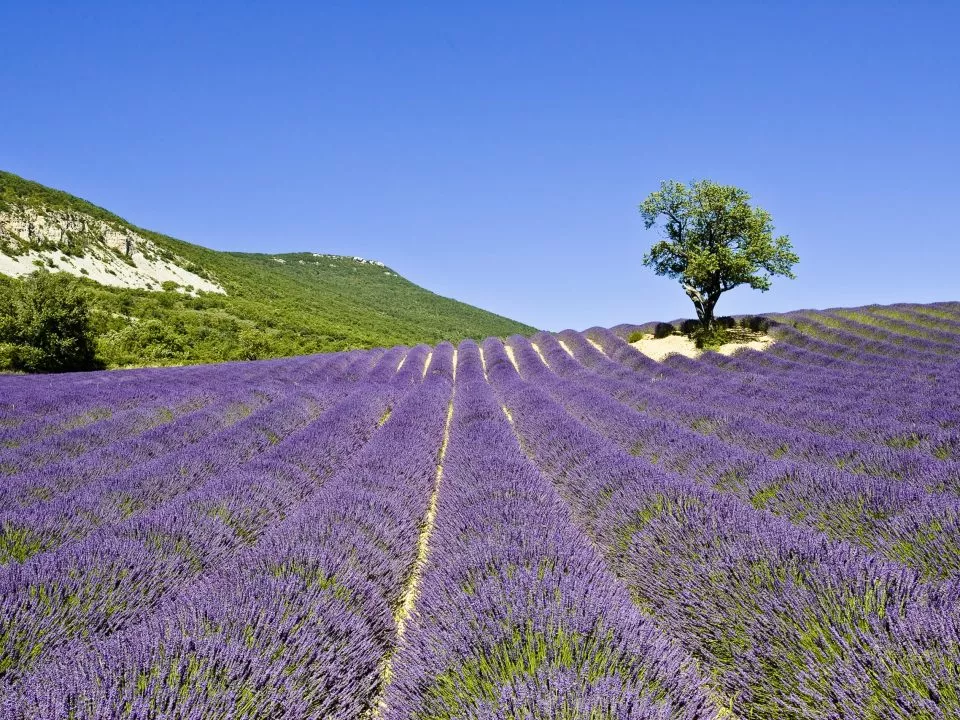 Découvertes des Baronnies provençales