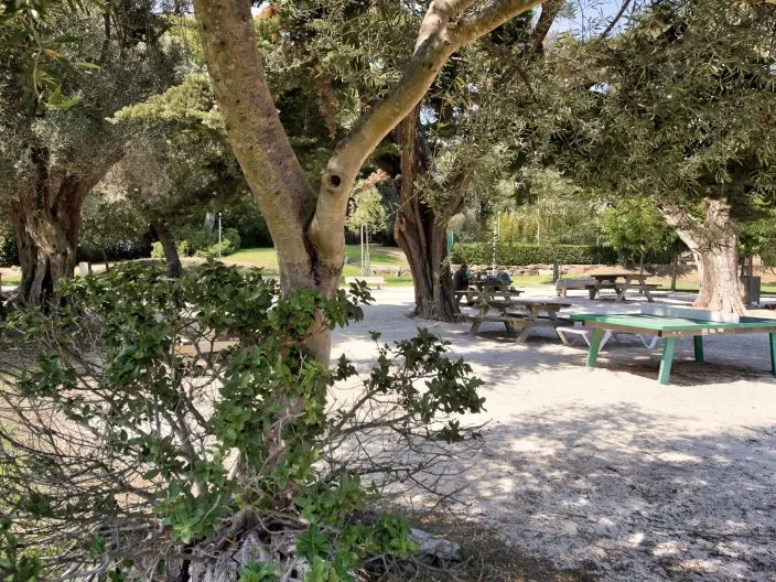 La figue dans le Var