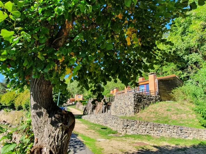 La lentille verte du Puy