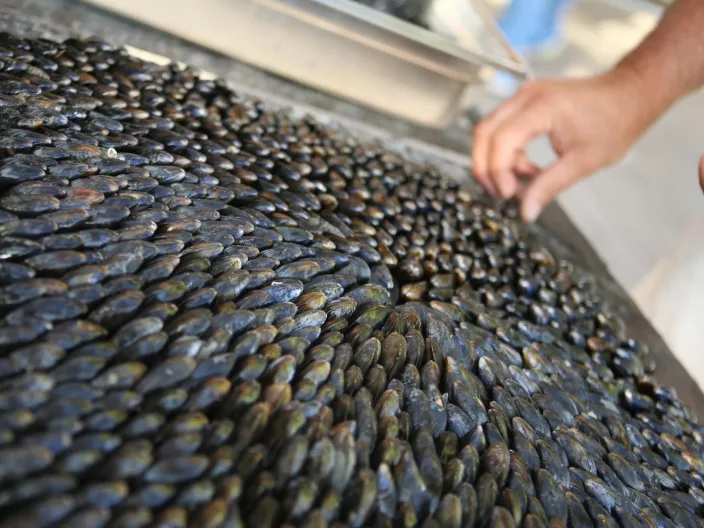 Les éclades de moules