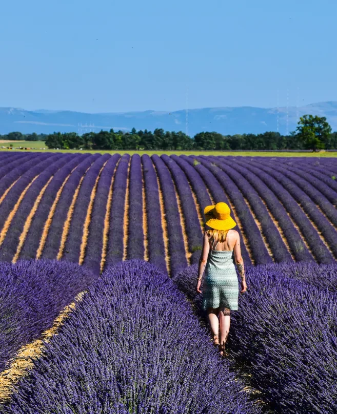 Paysage de lavande 2025