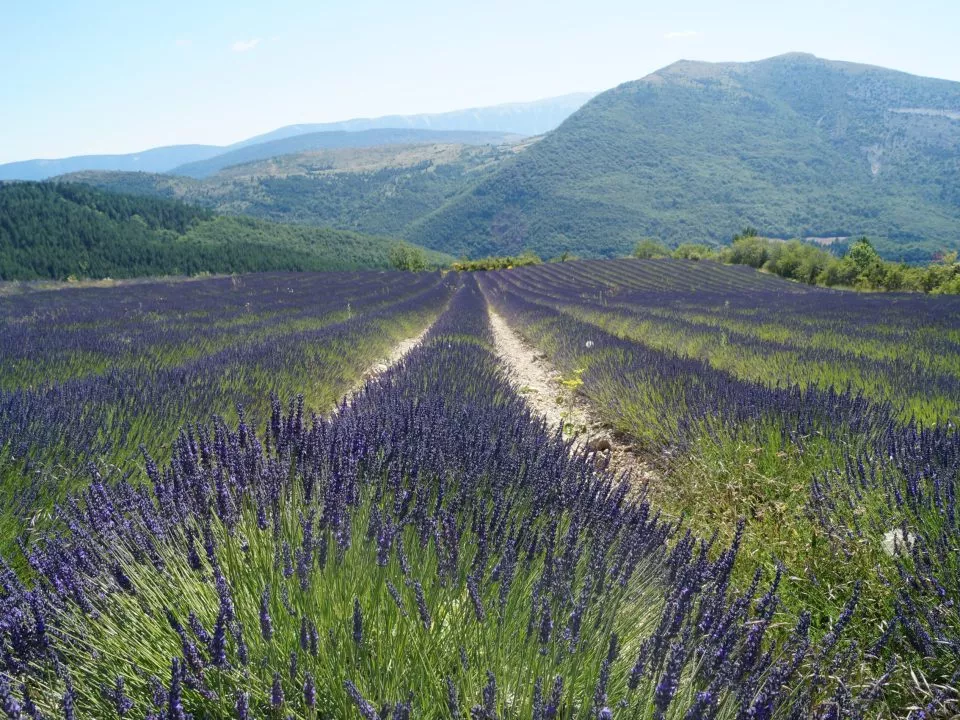 Séjours bleus – Spécial Lavandes – La Fontaine d’Annibal