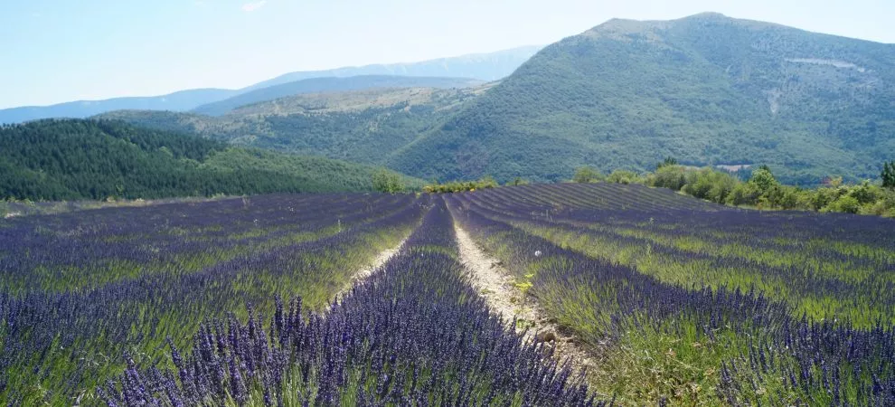 Séjours bleus – Spécial Lavandes – La Fontaine d’Annibal