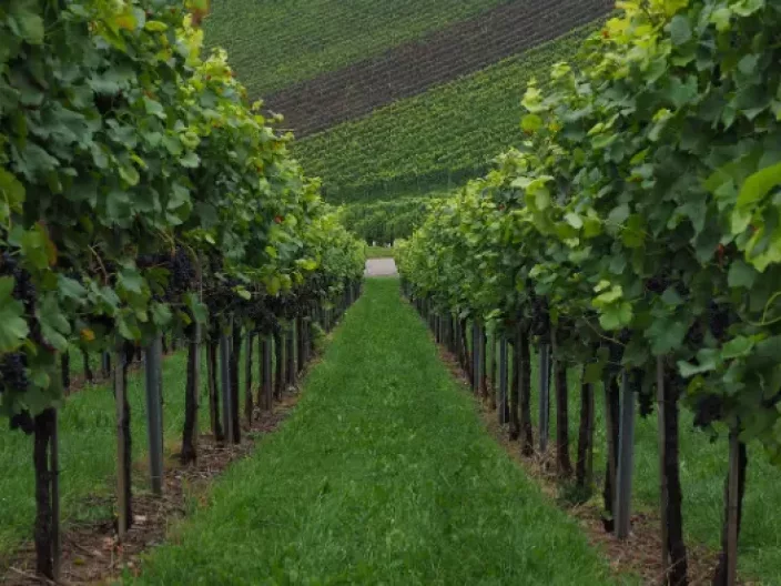 Route des Vins de la Loire