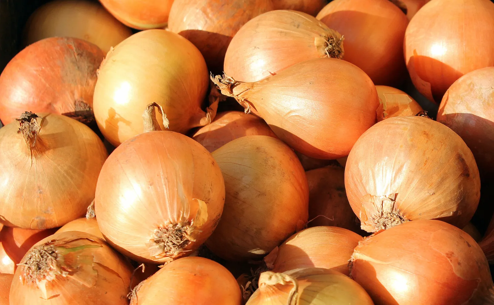 La Foire à l’oignon