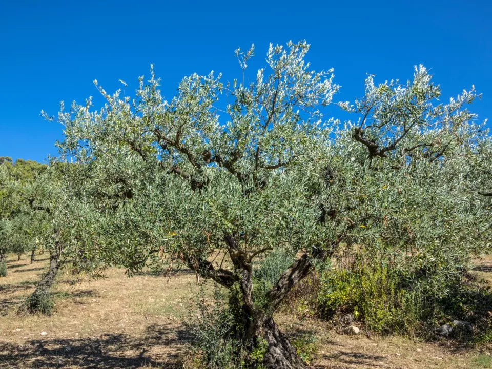 Cuisiner, savourer et questionner