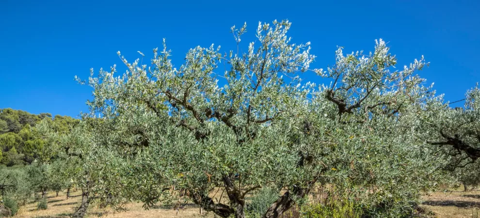 Cuisiner, savourer et questionner