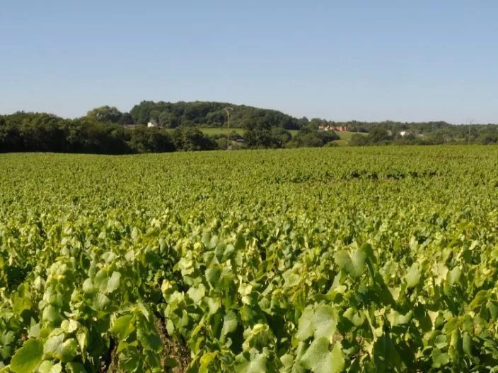 Découvrir le Musée du Vignoble Nantais