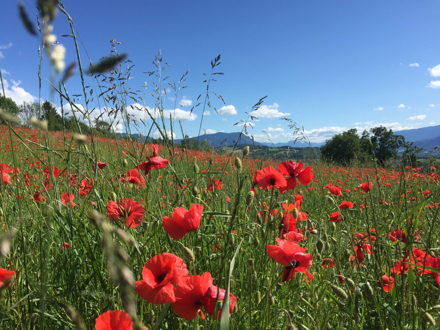 Paysage d'avril et mai