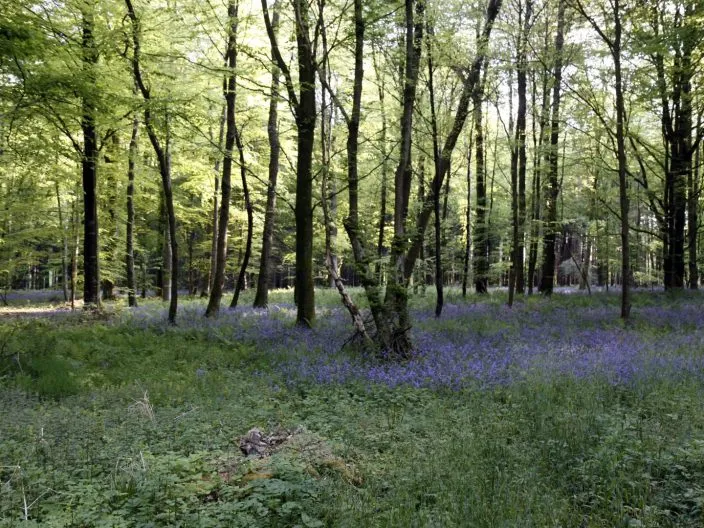 Le welsh spécialité culinaire du Nord de la France