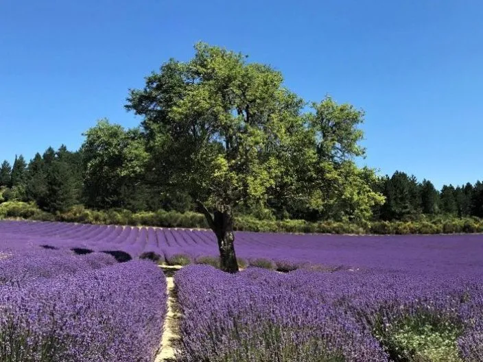 Les saveurs de Drôme