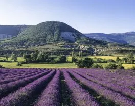 Lavande
