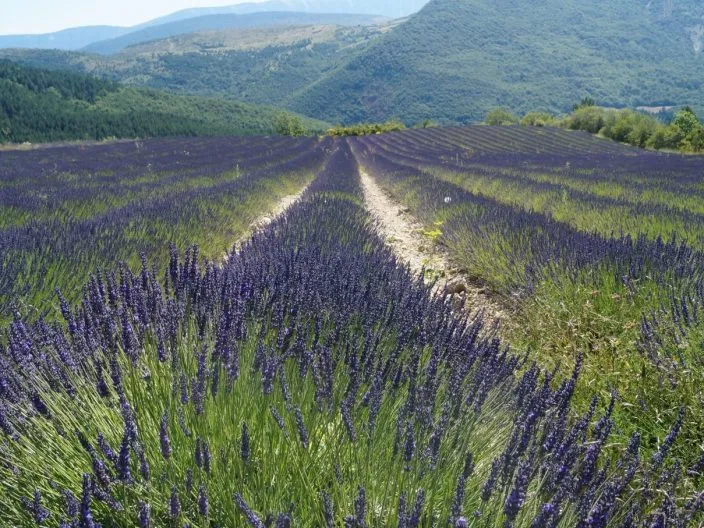 Quand admirer la lavande dans la Drôme ?