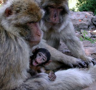 Singes